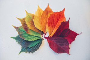 リーフメモリーのイメージ画像