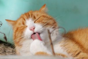 猫の舌の形のチョコレート